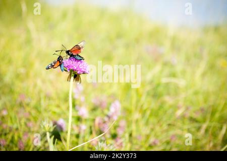 Scarlatto tigre Moth su trifoglio fiore primo piano. Foto Stock