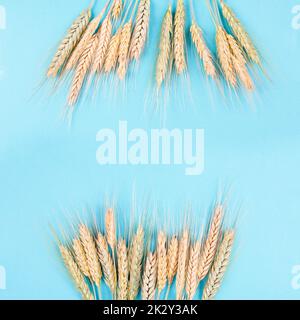 Raccolto di grano su sfondo blu, spazio di copia per il testo, raccolto di cibo in estate, paglia d'oro Foto Stock