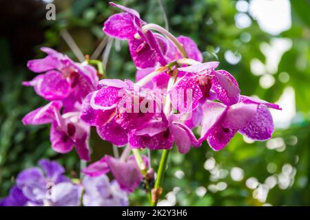 Fiore di Orchidea, specie rare Foto Stock