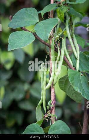 primo piano della pianta dei fagioli verdi con fagioli appesi, noti anche come fagioli francesi, fagiolini o fiocchi, vite vegetale a rapida crescita in soft-focus Foto Stock