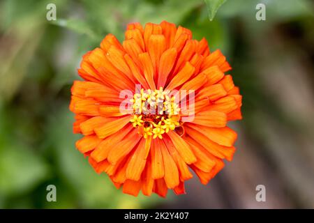 Fiore di zinnia arancione che fiorisce in un giardino Foto Stock