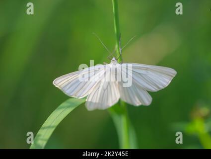 Una timida linea di siona, hartheu peeper su un filo d'erba. Foto Stock