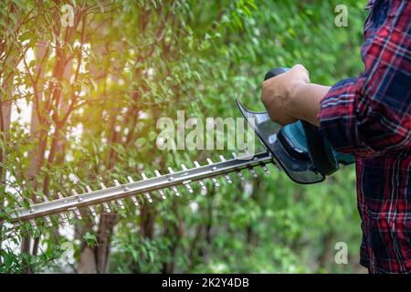 Giardiniere che tiene tagliasiepi elettrico per tagliare la cetop in giardino. Foto Stock