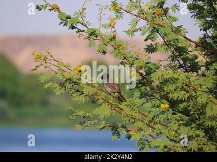 Uccello bulbul comune (Pycnonotus barbatus) su un albero di acacia vicino al fiume Nilo in Assuan Foto Stock