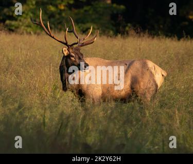 Un giovane alce toro in posa al tramonto. Foto Stock