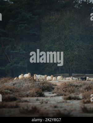 Pecore al mattino presto durante l'alba nella natura Foto Stock