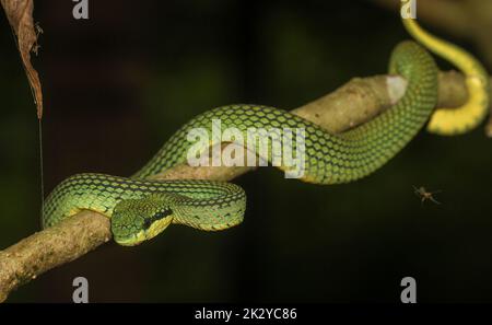 Serpente verde su un ramo; vipera di buca verde che flicking la relativa lingua che giace su un ramo piatto di un albero; vipera di buca verde da una foresta tropicale umida di pioggia in Sri Foto Stock