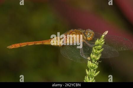 Una colorata libellula con le sue ali spalancate su un fiore di un ramo d'albero; macro vista e primo piano di una libellula gialla e arancione Foto Stock