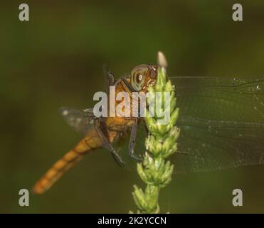 Una colorata libellula con le sue ali spalancate su un fiore di un ramo d'albero; macro vista e primo piano di una libellula gialla e arancione Foto Stock