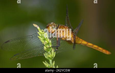 Una colorata libellula con le sue ali spalancate su un fiore di un ramo d'albero; macro vista e primo piano di una libellula gialla e arancione Foto Stock