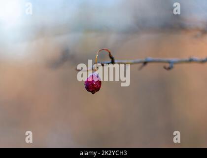 Bacche di biancospino rosso su un ramo della foresta in inverno Foto Stock