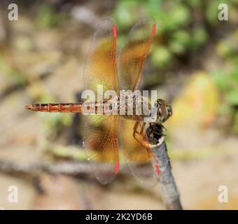 Una colorata libellula con le sue ali spalancate arroccate su un fiore di un ramo d'albero; macro vista e primo piano di una libellula gialla e arancione con Foto Stock