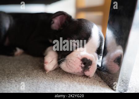 Boston Terrier cucciolo addormentato sul pavimento accanto alla gamba metallica di un divano. Il suo riflesso può essere visto nella superficie specchiata. Foto Stock