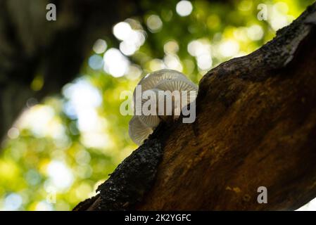 Funghi di porcellana che crescono nella foresta sul ramo morto dell'albero Foto Stock