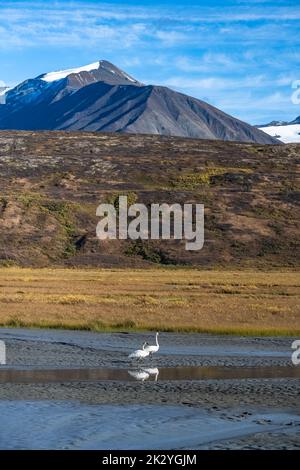 Due cigni trombettieri, Cygnus buccinator, su un lago in montagna, Yukon, Canada Foto Stock