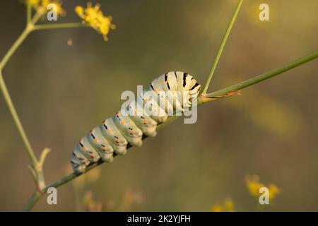 Machaon Papilio caterpillar. Foto Stock