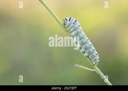 Machaon Papilio caterpillar. Foto Stock