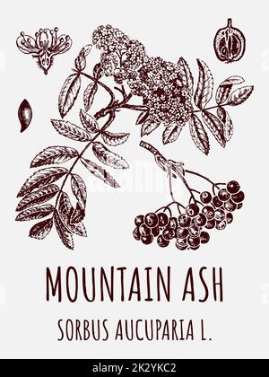 Disegni vettoriali di CENERE DI MONTAGNA. Illustrazione disegnata a mano. Nome latino: SORBUS AUCUPARIA L. Foto Stock