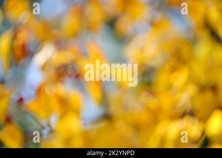 Astratto sfondo sfocato del fogliame autunnale giallo brillante in una giornata di sole Foto Stock