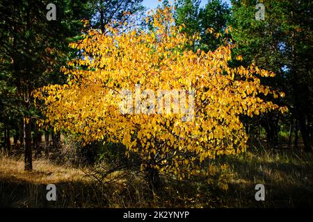 Mela selvatica con fogliame giallo brillante in autunno contro i pini verdi di fondo Foto Stock