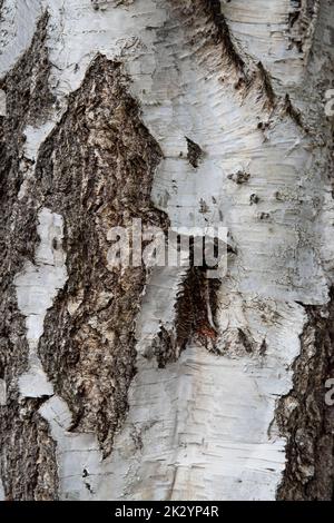 Corteccia bianca e marrone struttura di betulla, primo piano Foto Stock