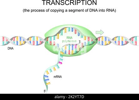 trascrizione del dna in mrna. RNA polimerasi per replicazione del dna. Illustrazione vettoriale Illustrazione Vettoriale