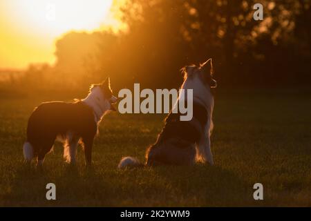 I cani di collie di confine siedono al tramonto Foto Stock