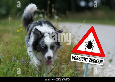 Confine collie cane con segno di attenzione zecche Foto Stock