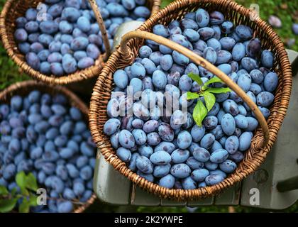 Raccolta di prugne blu in cesti di vimini. Giardino di frutta organico crescente. Visualizza da circa. Cibo vegano crudo e concetto di giardinaggio. Foto Stock