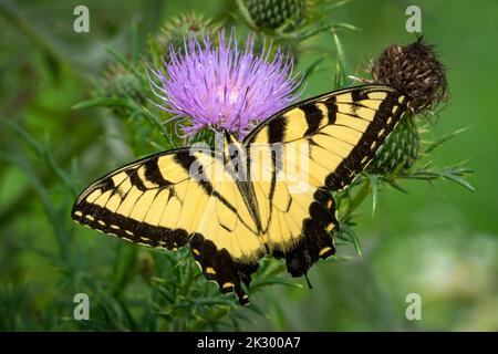 Pollinatingfarfalla di Swallowtail della tigre orientale su Thistle viola Foto Stock