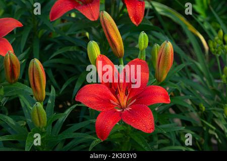 Rugiada in fiore arancione coperta Stargazer Lily Asiatico Foto Stock
