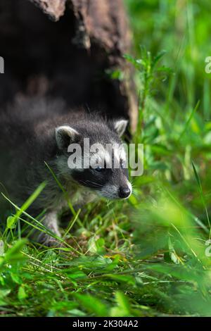 Raccoon (Procyon Lotor) guarda fuori di alla fine di Log Summer - animale prigioniero Foto Stock