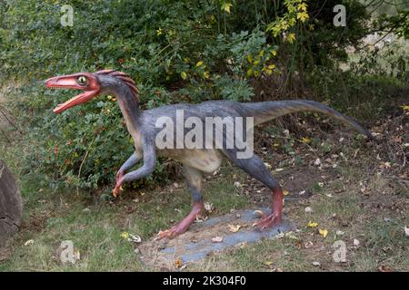 Modello LifeSize di Trodon un dinosauro teropodico birdlike del tardo Cretaceo, All Things Wild, Honeybourne, UK Foto Stock