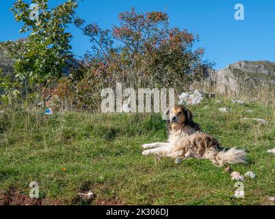 Un cane (collie) che giace nell'erba sulla montagna Foto Stock