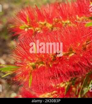 Splendido e vivace fiore di Callistemon viminalis o pennello australiano bottiglia primo piano. Foto Stock
