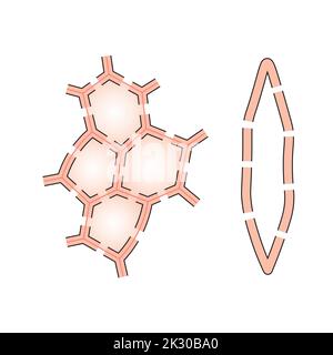 Progettazione scientifica della struttura Sclerenchyma. Tipo di cella con pareti legnificate. Simboli colorati. Illustrazione vettoriale. Illustrazione Vettoriale