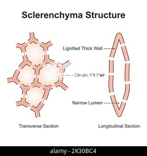 Progettazione scientifica della struttura Sclerenchyma. Tipo di cella con pareti legnificate. Simboli colorati. Illustrazione vettoriale. Illustrazione Vettoriale