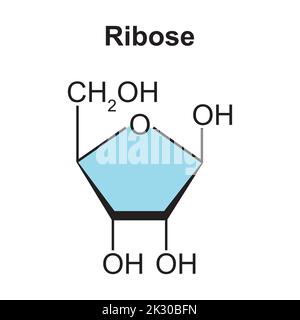 Struttura Ribosio Ribosio (β-D-ribofuranosio) molecola, è un monosaccaride pentoso ...
