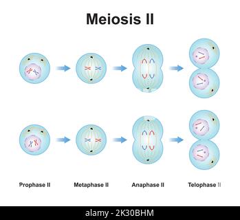Progettazione scientifica di Meiosi 2. Il secondo stadio del processo di Meiosi. Simboli colorati. Illustrazione vettoriale. Illustrazione Vettoriale
