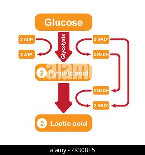 Fermentazione di acido lattico. Respiro anaerobico. Simboli colorati. Illustrazione vettoriale. Illustrazione Vettoriale