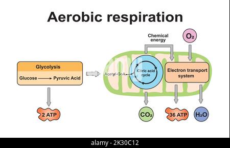 Schema di respirazione aerobica. Simboli colorati. Illustrazione vettoriale. Illustrazione Vettoriale