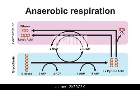Schema di respirazione anaerobica. Simboli colorati. Illustrazione vettoriale. Illustrazione Vettoriale