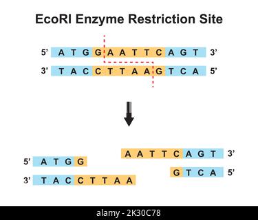 Sito di restrizione dell'enzima EcoRI. Illustrazione vettoriale. Illustrazione Vettoriale