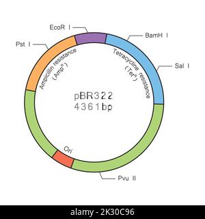 Deseigning colorato della struttura del plasmide pBR322. Illustrazione vettoriale. Illustrazione Vettoriale