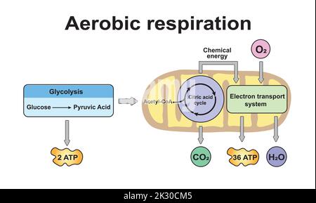 Schema di respirazione aerobica. Simboli colorati. Illustrazione vettoriale. Illustrazione Vettoriale