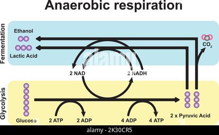 Schema di respirazione anaerobica. Simboli colorati. Illustrazione vettoriale. Illustrazione Vettoriale