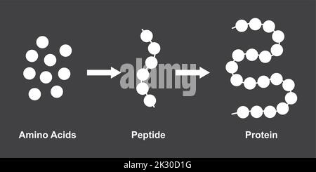 Progettazione scientifica della struttura biochimica di amminoacidi, peptidi e proteine modello molecolare. Illustrazione vettoriale. Illustrazione Vettoriale