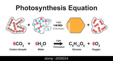 Progettazione scientifica di equazione di fotosintesi. Utilizzando il modello molecolare degli atomi. Simboli colorati. Illustrazione vettoriale. Illustrazione Vettoriale