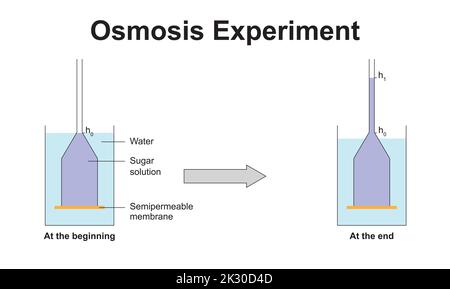 Esperimento scientifico di progettazione dell'osmosi. Simboli colorati. Illustrazione vettoriale. Illustrazione Vettoriale