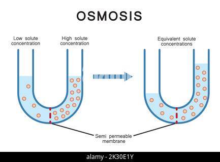 Progettazione scientifica dell'osmosi. Simboli colorati. Illustrazione vettoriale. Illustrazione Vettoriale